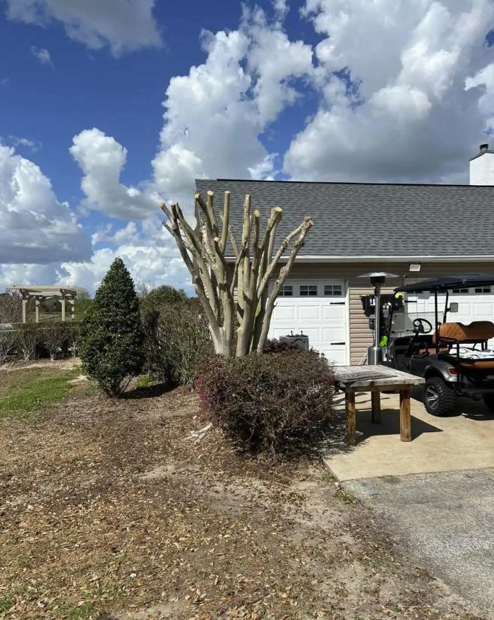 Crepe myrtle after professional pruning