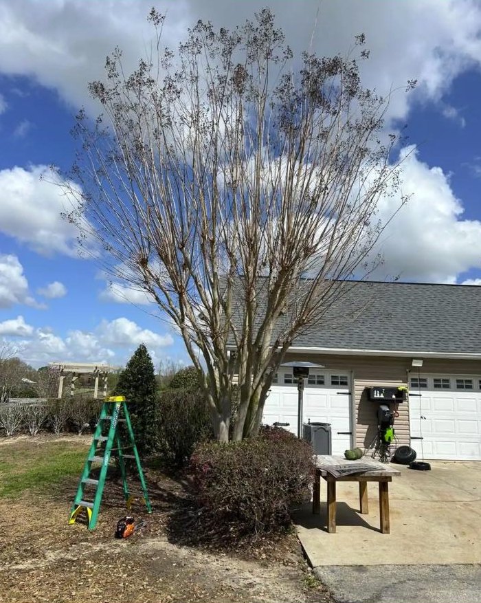 Overgrown crepe myrtle before trimming